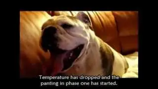 English Bulldog - free whelping