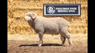 Lot 30 Shalimar Park Merinos