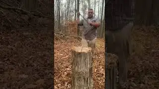 Hand splitting tall white oak: down the middle #8 #splittingfirewood