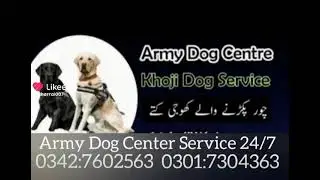 Army Dog Center Faisalabad#03427602563#KhojiDog