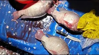Hm Abu Hanif fish cutting channel আলহামদুলিল্লাহ  is live!
