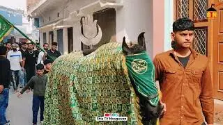 28 Rajab Juloos || Safar -e- Karbala || Anjuman e Haidery || Naugawan Sadat 2023