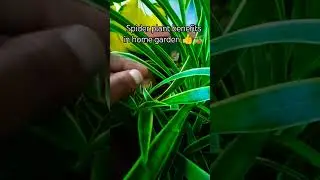 Spider plant benefits in home garden💚👍#indoorplants#facts#plants#garden#nature#ytshorts#care#shorts