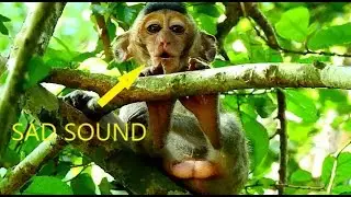 Poor orphan baby monkey Pinky make sad sound and miss mom. He still lonely