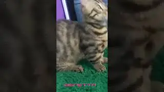 Kucing Genetta kucing unik kalau makan makananya dia cuci dulu#shorts