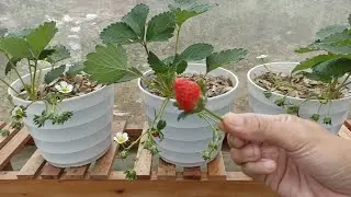Menanam strawberry di pot dari bibit sampai panen | growing  strawberries