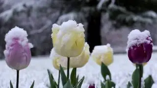 Snow Flowers