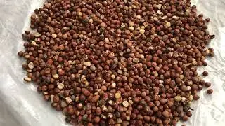 #hazelnut #colorsorter #colorsorting Hazelnut Infrared Sorter, Kabuklu Fındık Ayırıcı