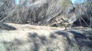 Camera trap: Malleefowl courtship behaviour