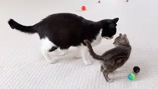 Kitten Playing With Adult Cat | 4K