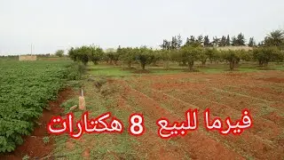 فيرما للبيع 8 هكتارات بمنطقة السليمانية بركان مع جودة التربة ب 60مليون هكتار قابل للتفاوض