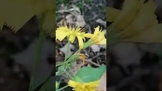 Hieracium murorum - the sparrowhawk of the woods (Sparviere dei boschi)