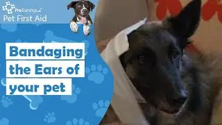 Bandaging the Ears of your pet from ProPetFirstAid.co.uk