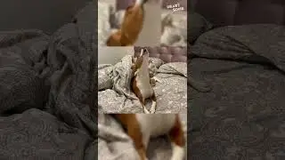Incredible Basenji Sings a Soulful Song That Will Melt Your Heart! 🎶
