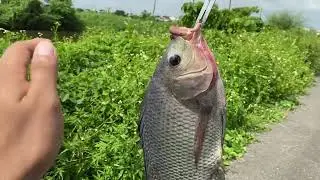 小搞搞，淡水路亞 #泰國鱧 #snakehead #吳郭魚 #路亞 #不專業