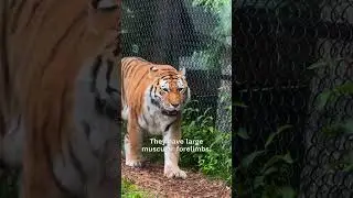 The Tiger&rsquo;s Secret Skill You Never Knew About!😧 #facts #animals #nature #shorts #fyp 