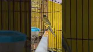BHS(Black Hooded Siskin) Dilution Singing