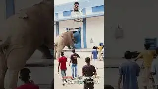 Ya kya ho gaya #elephant #news #animals #funny #youtube shorts #shorts #trending