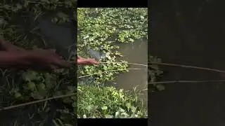 Best Methoud Fishing Easy get many fish by hook #shorts #short #youtubeshorts