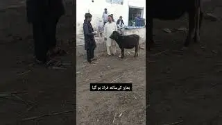 بھائ کے ساتھ فراڈ ہو گیا ✨💥😁😎🥀💯