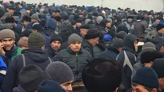 Xujabot mol Bozori Narxlari Boqma Buqalar va Yemga Tayor Buqalar Narxlari Andijon 