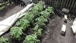 Tomato seedlings recover after long cold spells