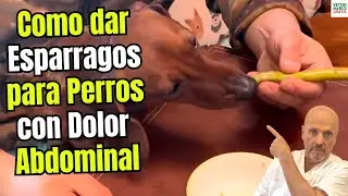 TRUCAZO 🐶🥦 &iquest;COMO DAR ESPARRAGOS PARA PERROS CON DOLOR ABDOMINAL?