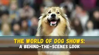 The Vibrant World of Dog Shows! 🐾🏅