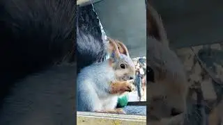 #белка #белочка #геленджик #россия #gelendzhik #russia #world #music #musica #animals #nature