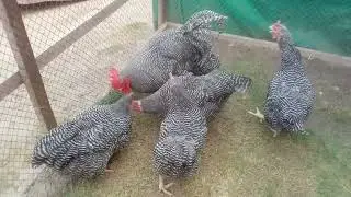 Play#mouth#rock#amreicn#hariteg#chivkens#breeds#for#sale#so#good#qulity#fancy#hens#white#silki#