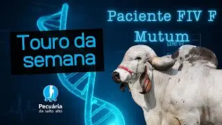 A grande VERDADE sobre o touro Paciente FIV F Mutum