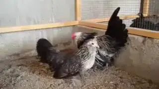Silver quail bantam chicken fancy fowl hens