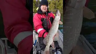 SPINNERBAIT EI VEA ALT!