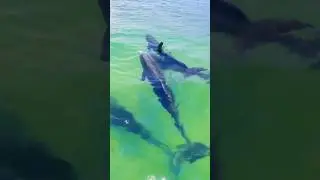 Living in Florida definitely has its perks! #floridalife #livinginflorida #dolphins