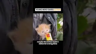 Boy Rescues Scared Kitten: You Won't Believe What Happens Next!