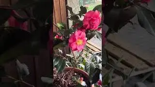 Все о камелиях #камелии #декоративныекустарники #болезнирастений #цветыдлядома #цветы