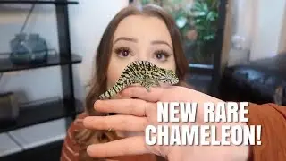 Встречайте моего НОВОГО хамелеона! + Экскурсия по клетке и распаковка!