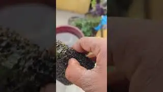 Koi Pond এর Top Filter আমি এভাবে পরিষ্কার করি (No Chemical)#FilterJam#FishKeeping#ViralShorts