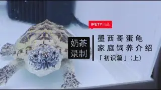 【IPETY|奶茶录制】墨西哥蛋龟家庭饲养介绍|初识篇（上）