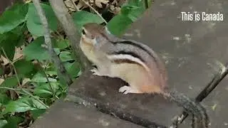 Chipmunk chirping - special edition.