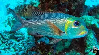 Red Sea . Berenice 2022. Immersione a Shaab Claudio. (25 Maggio 2022).