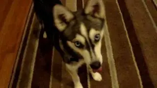 Yoshi's Tricks...  Alaskan Klee Kai