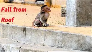 How Hurt Of This Tiny Baby Monkey Is!, Baby Millie Falls From High Roof Due To Mistreatment Of Emila