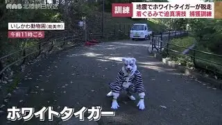 ホワイトタイガーが脱走！いしかわ動物園で訓練