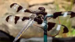 Dragonfly Medicine: Native American Flute - Blues MAMA Original
