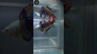 Premium Bettas Shipping all 🇮🇳Doorstep Delivery 📦#betta#bettagroomer#bettaimporter#bettashop#india