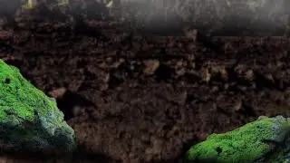 X-parasite