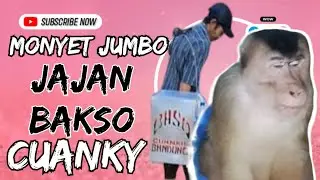 The giant monkey eats Cuanky meatballs and eats them with gusto!