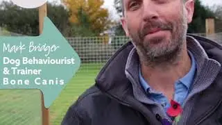 STOP!!! How to teach your dog an emergency stop