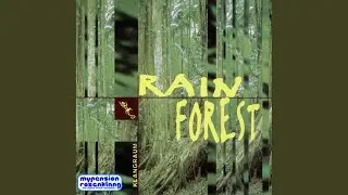 Jungle Mystery